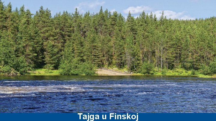 Tajga u Finskoj 