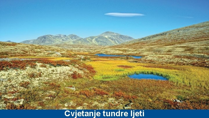 Cvjetanje tundre ljeti 