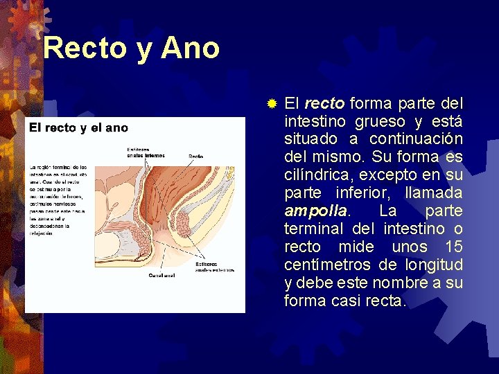 Recto y Ano ® El recto forma parte del intestino grueso y está situado