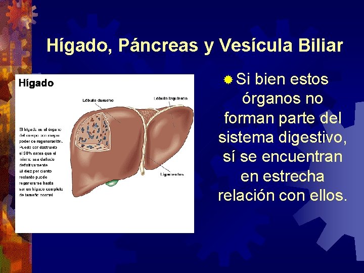 Hígado, Páncreas y Vesícula Biliar ® Si bien estos órganos no forman parte del