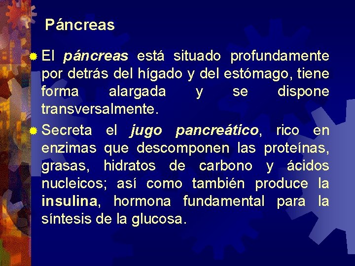 Páncreas ® El páncreas está situado profundamente por detrás del hígado y del estómago,