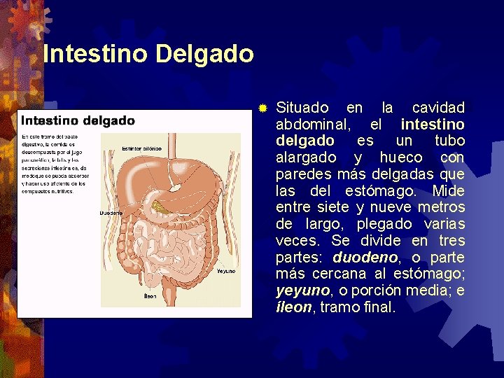 Intestino Delgado ® Situado en la cavidad abdominal, el intestino delgado es un tubo