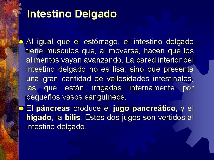 Intestino Delgado Al igual que el estómago, el intestino delgado tiene músculos que, al