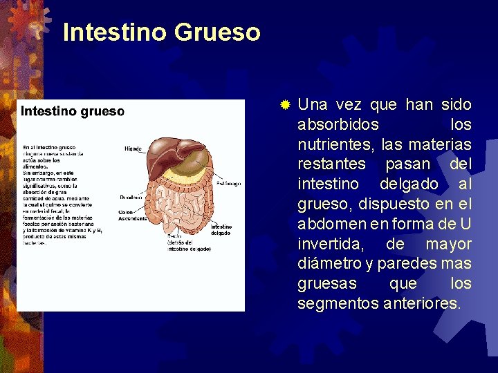 Intestino Grueso ® Una vez que han sido absorbidos los nutrientes, las materias restantes