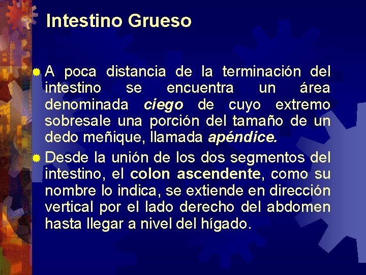 Intestino Grueso ® A poca distancia de la terminación del intestino se encuentra un