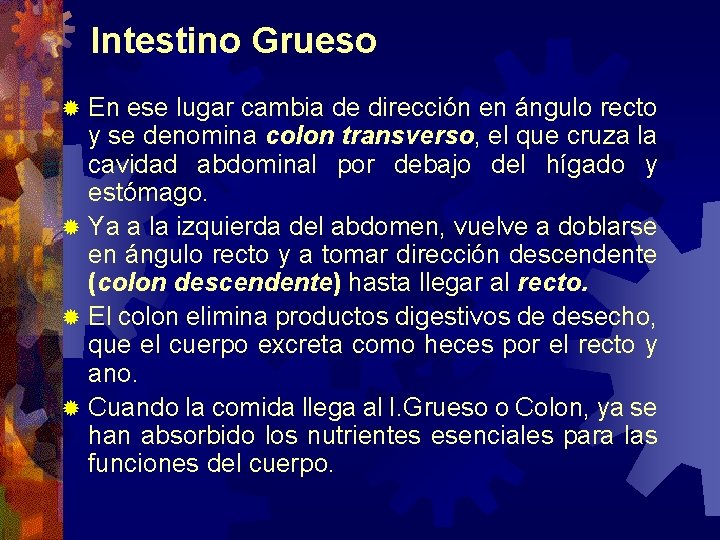 Intestino Grueso En ese lugar cambia de dirección en ángulo recto y se denomina