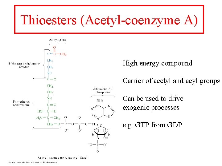 Thioesters (Acetyl-coenzyme A) High energy compound Carrier of acetyl and acyl groups Can be