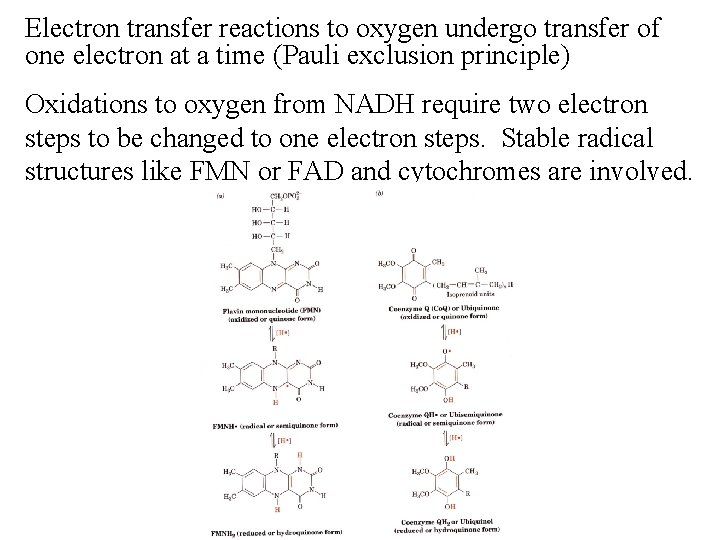 Electron transfer reactions to oxygen undergo transfer of one electron at a time (Pauli