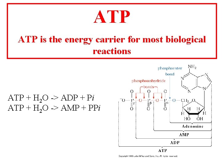 ATP is the energy carrier for most biological reactions ATP + H 2 O