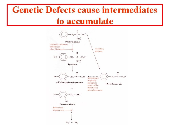 Genetic Defects cause intermediates to accumulate 
