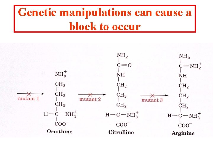 Genetic manipulations can cause a block to occur 