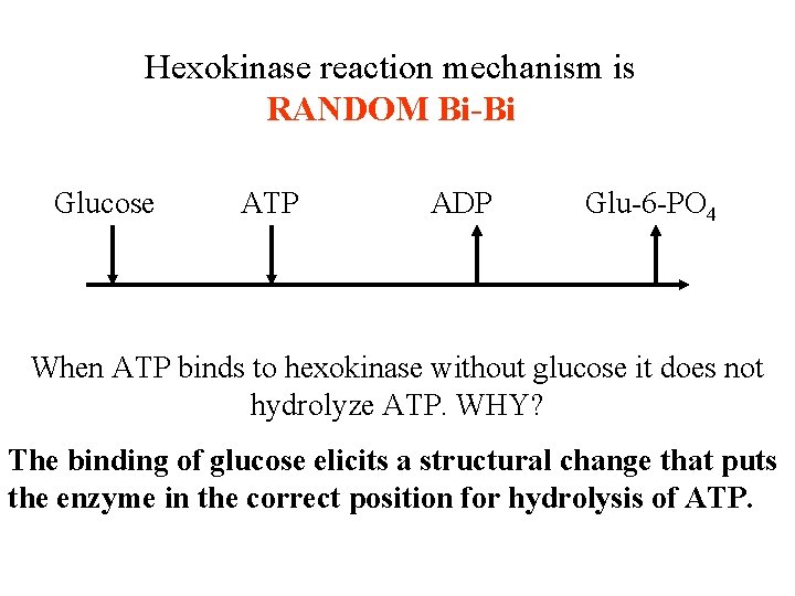 Hexokinase reaction mechanism is RANDOM Bi-Bi Glucose ATP ADP Glu-6 -PO 4 When ATP