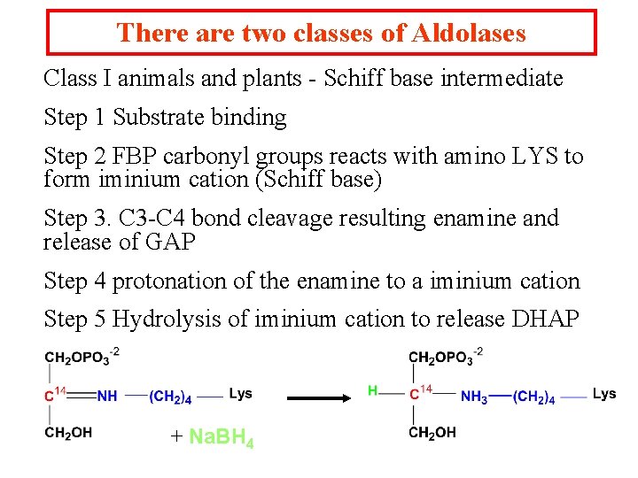 There are two classes of Aldolases Class I animals and plants - Schiff base