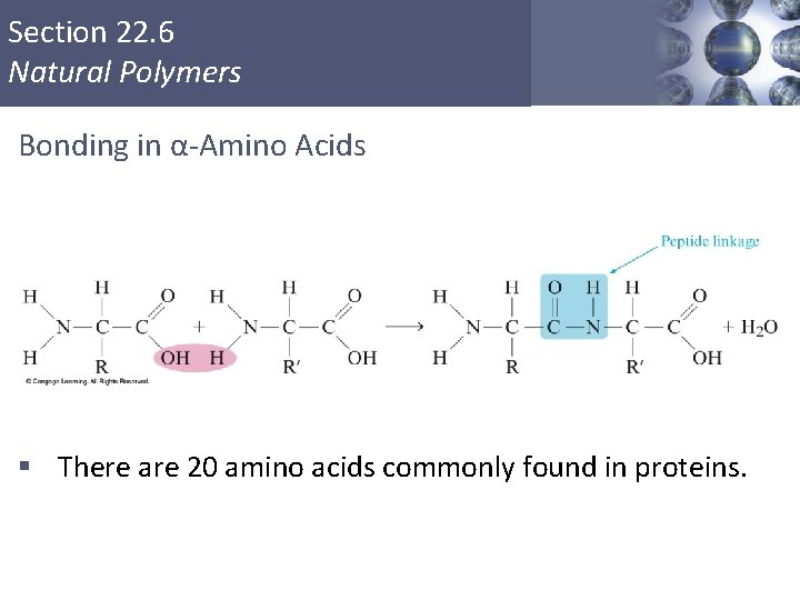 Section 22. 6 Natural Polymers Bonding in α-Amino Acids § There are 20 amino Section 22. 6 Natural Polymers Bonding in α-Amino Acids § There are 20 amino