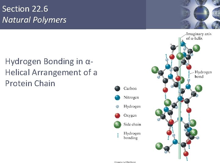 Section 22. 6 Natural Polymers Hydrogen Bonding in αHelical Arrangement of a Protein Chain Section 22. 6 Natural Polymers Hydrogen Bonding in αHelical Arrangement of a Protein Chain