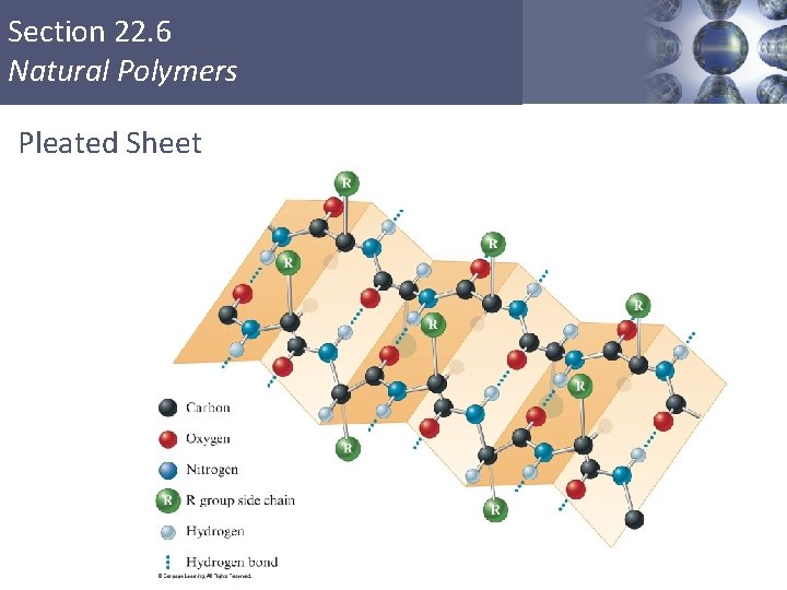 Section 22. 6 Natural Polymers Pleated Sheet Copyright © Cengage Learning. All rights reserved Section 22. 6 Natural Polymers Pleated Sheet Copyright © Cengage Learning. All rights reserved