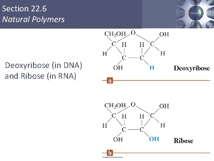Section 22. 6 Natural Polymers Deoxyribose (in DNA) and Ribose (in RNA) Copyright © Section 22. 6 Natural Polymers Deoxyribose (in DNA) and Ribose (in RNA) Copyright ©