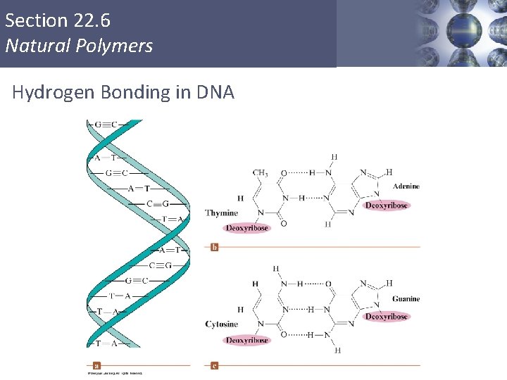 Section 22. 6 Natural Polymers Hydrogen Bonding in DNA Copyright © Cengage Learning. All Section 22. 6 Natural Polymers Hydrogen Bonding in DNA Copyright © Cengage Learning. All
