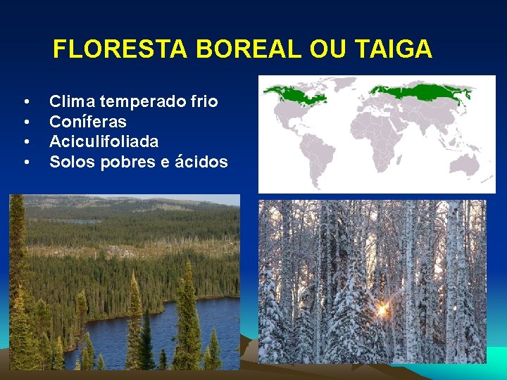 FLORESTA BOREAL OU TAIGA • • Clima temperado frio Coníferas Aciculifoliada Solos pobres e