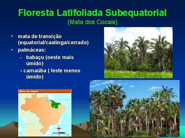 Floresta Latifoliada Subequatorial (Mata dos Cocais) • mata de transição (equatorial/caatinga/cerrado) • palmáceas: -
