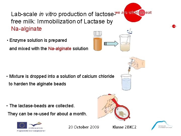 Lab-scale in vitro production of lactosefree milk: Immobilization of Lactase by Na-alginate • Enzyme