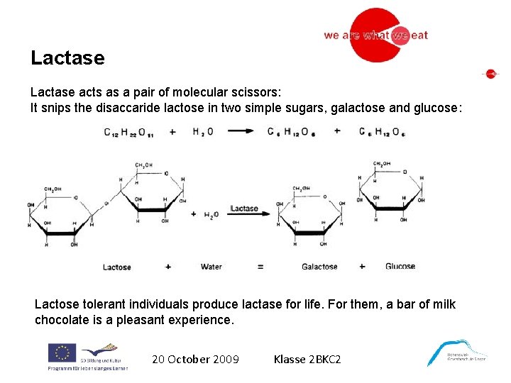 Lactase acts as a pair of molecular scissors: It snips the disaccaride lactose in