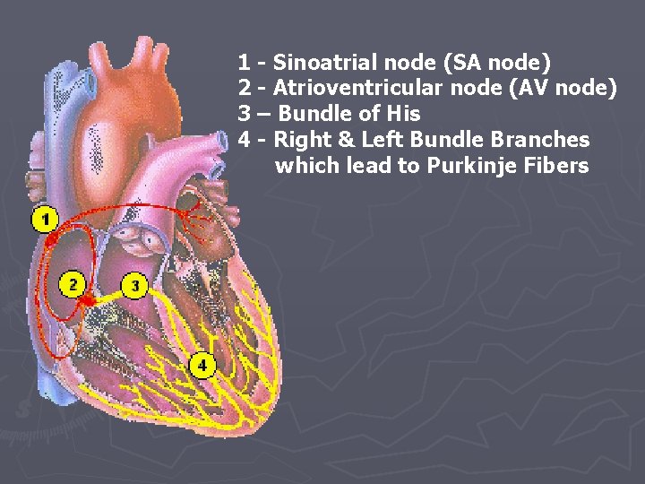 1 - Sinoatrial node (SA node) 2 - Atrioventricular node (AV node) 3 –