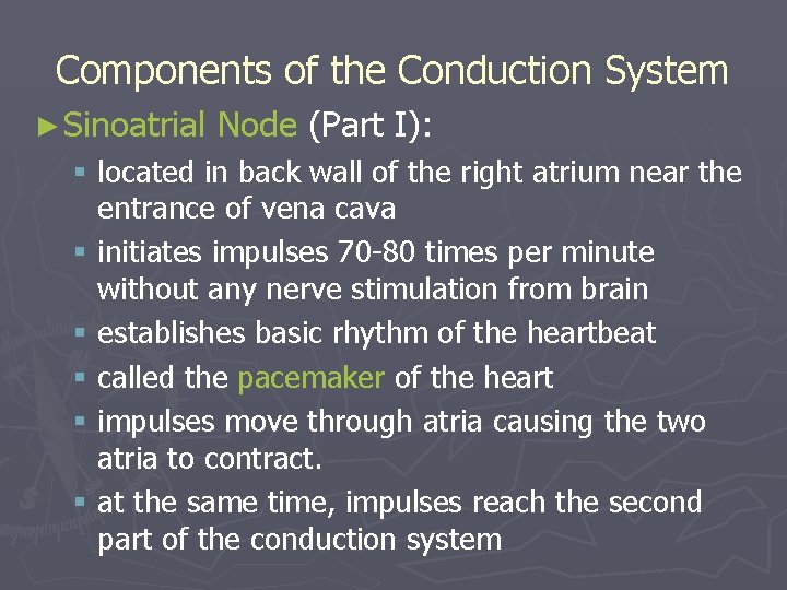 Components of the Conduction System ► Sinoatrial Node (Part I): § located in back