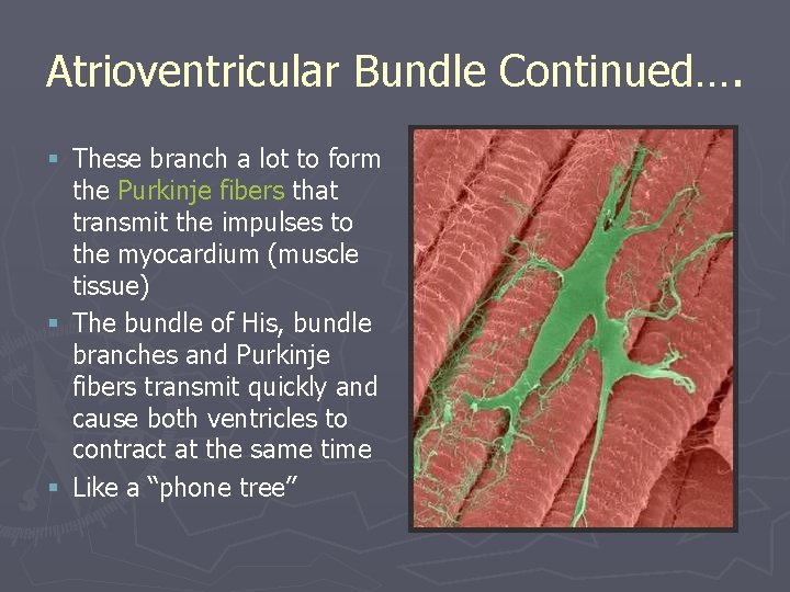 Atrioventricular Bundle Continued…. § These branch a lot to form the Purkinje fibers that