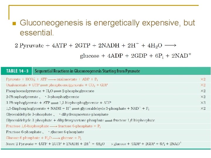 n Gluconeogenesis is energetically expensive, but essential. 