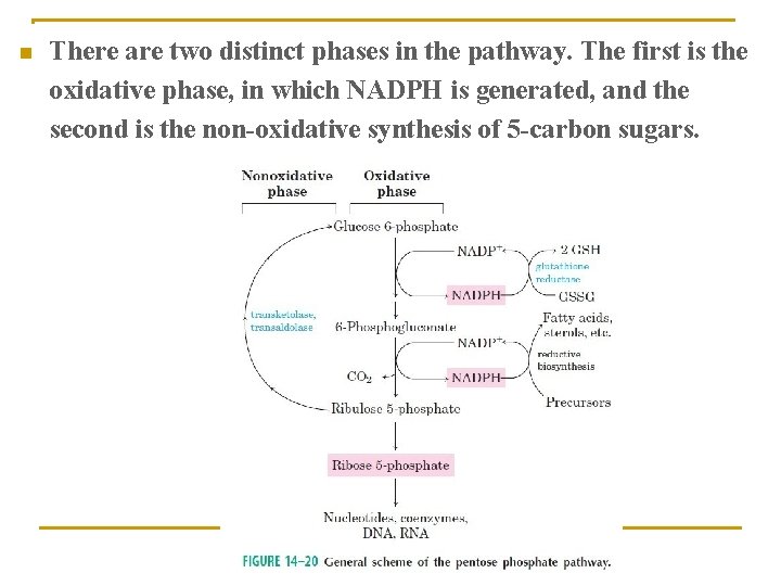 n There are two distinct phases in the pathway. The first is the oxidative
