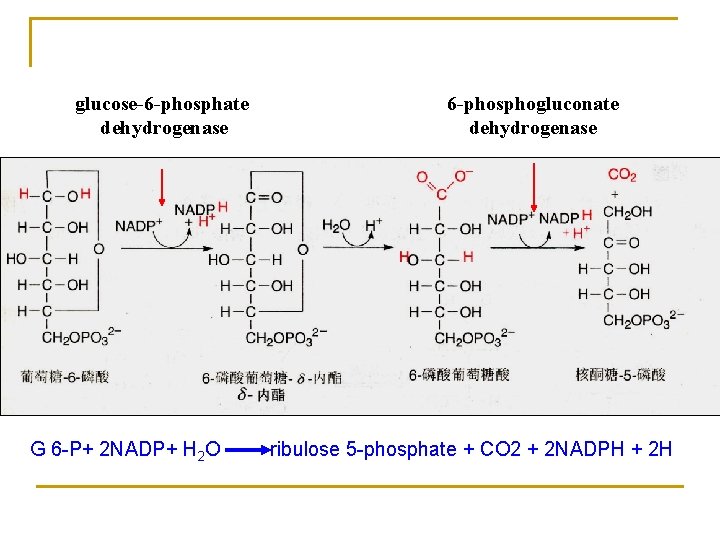 glucose-6 -phosphate dehydrogenase G 6 -P+ 2 NADP+ H 2 O 6 -phosphogluconate dehydrogenase