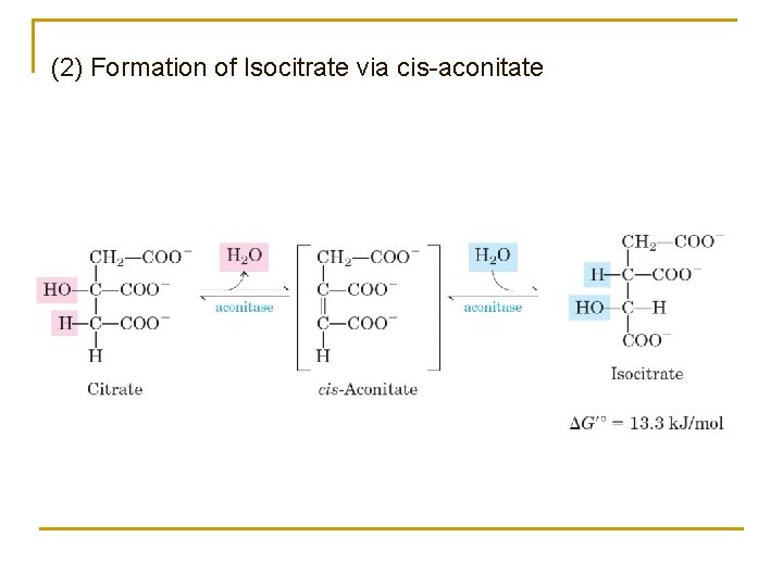 (2) Formation of Isocitrate via cis-aconitate 
