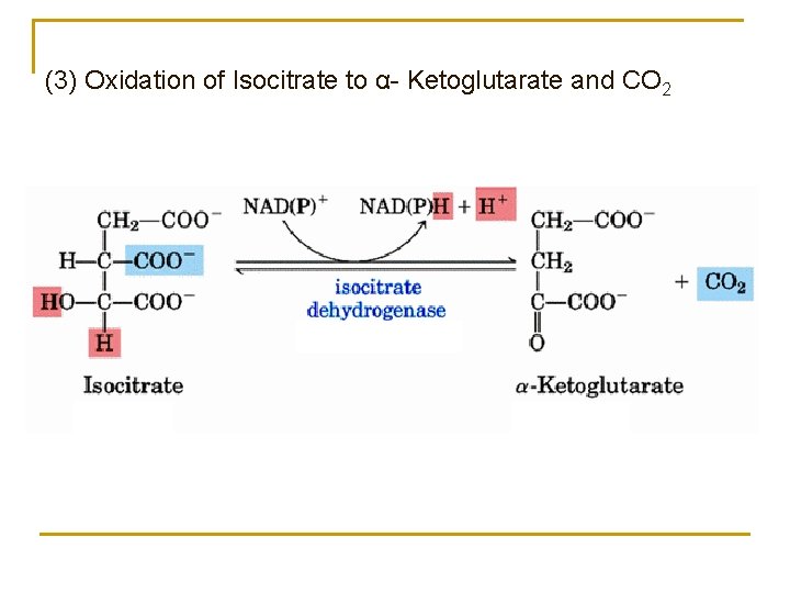 (3) Oxidation of Isocitrate to α- Ketoglutarate and CO 2 