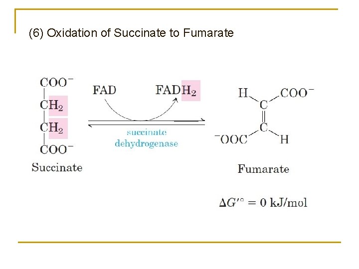 (6) Oxidation of Succinate to Fumarate 