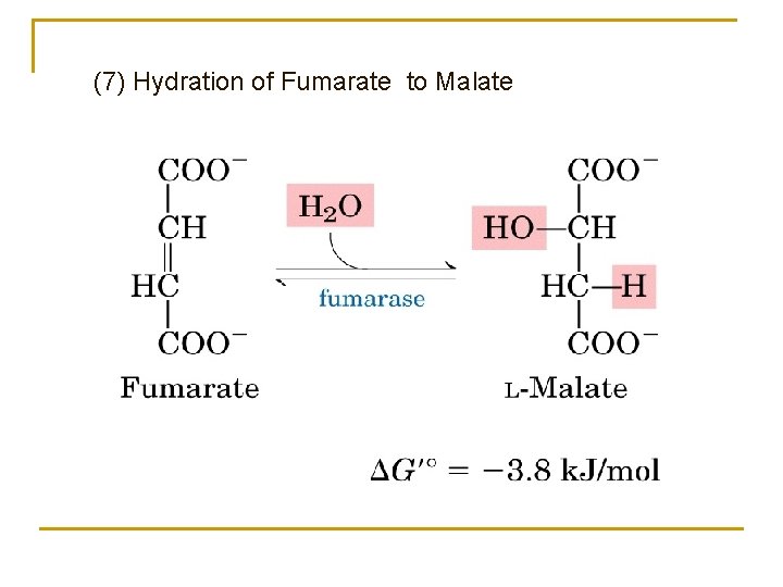 (7) Hydration of Fumarate to Malate 