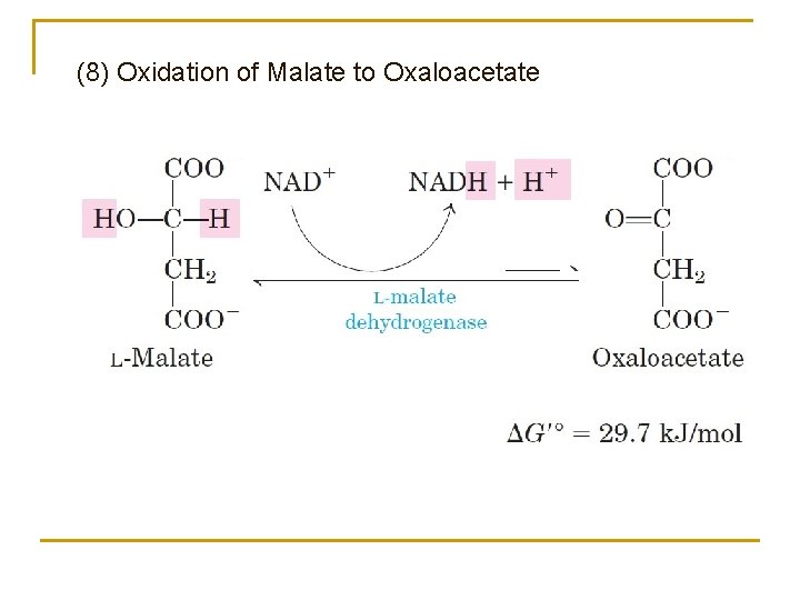 (8) Oxidation of Malate to Oxaloacetate 