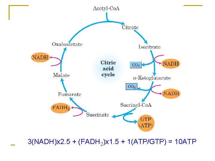 3(NADH)x 2. 5 + (FADH 2)x 1. 5 + 1(ATP/GTP) = 10 ATP 