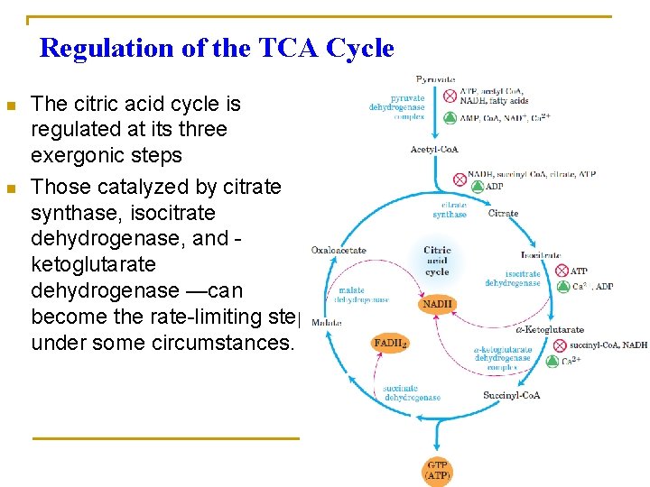Regulation of the TCA Cycle n n The citric acid cycle is regulated at