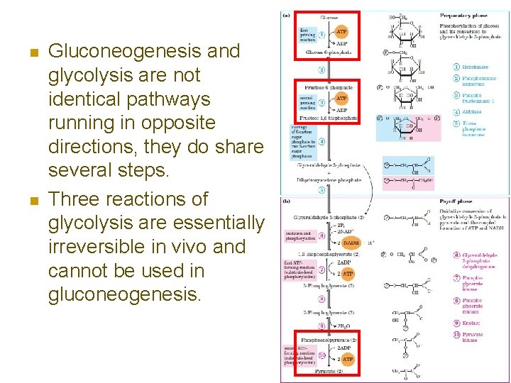 n n Gluconeogenesis and glycolysis are not identical pathways running in opposite directions, they