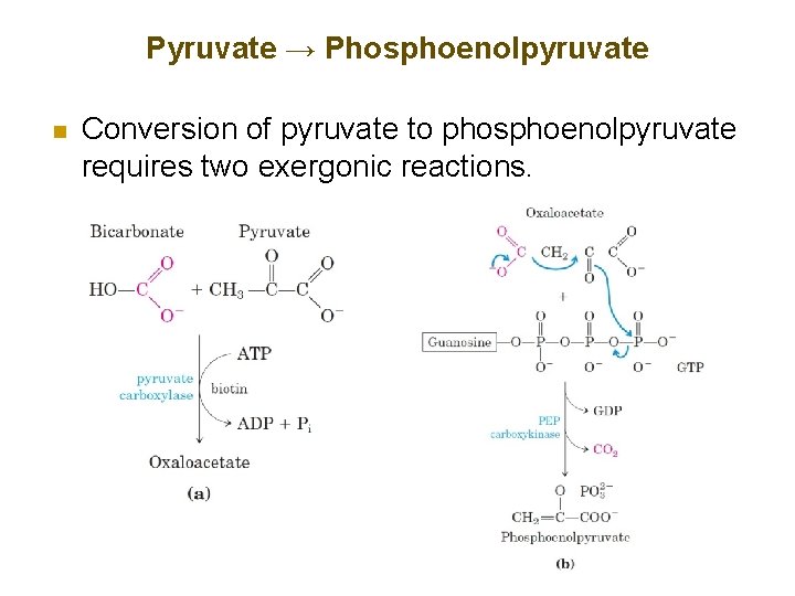 Pyruvate → Phosphoenolpyruvate n Conversion of pyruvate to phosphoenolpyruvate requires two exergonic reactions. 
