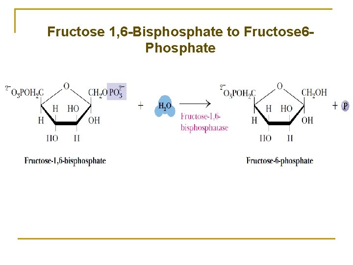 Fructose 1, 6 -Bisphosphate to Fructose 6 Phosphate + H 2 O + Pi