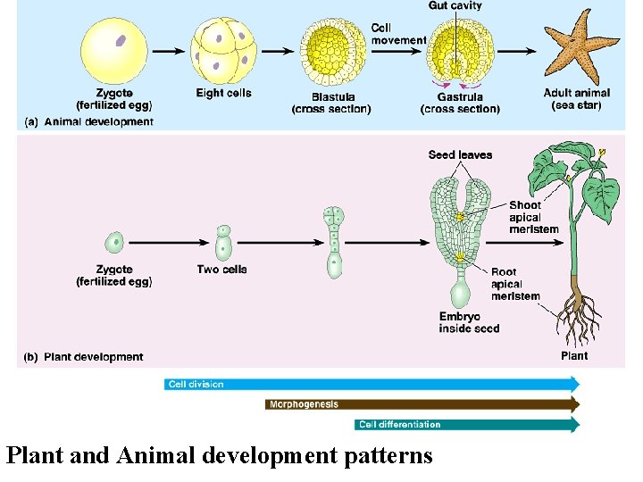 Plant and Animal development patterns Copyright © 2002 Pearson Education, Inc. , publishing as