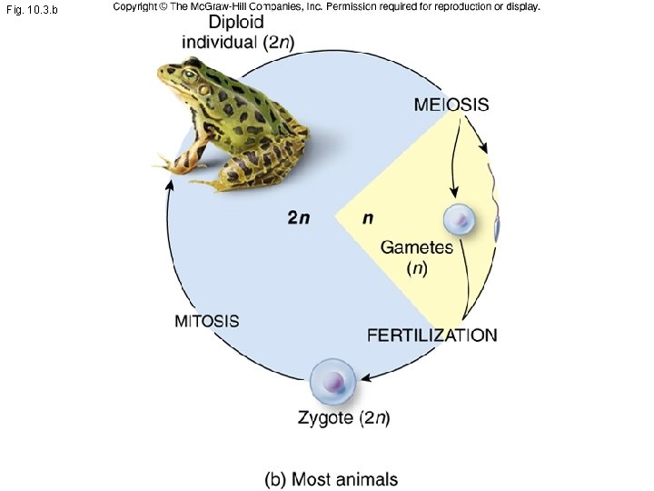 Fig. 10. 3. b 