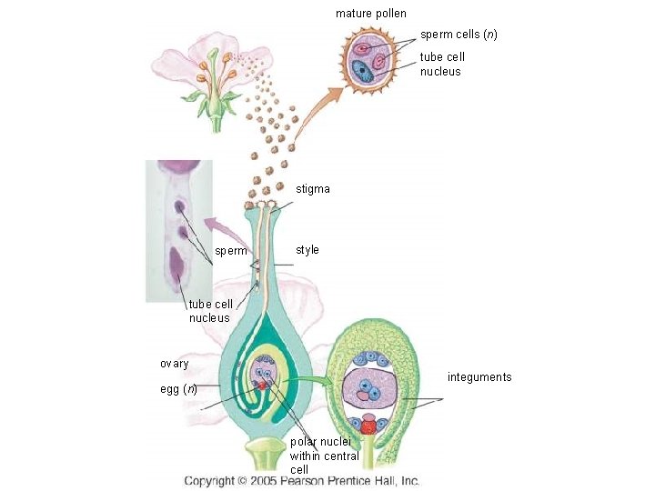 mature pollen sperm cells (n) tube cell nucleus stigma sperm style tube cell nucleus