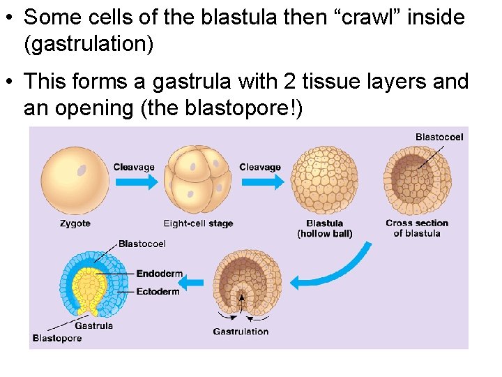 • Some cells of the blastula then “crawl” inside (gastrulation) • This forms