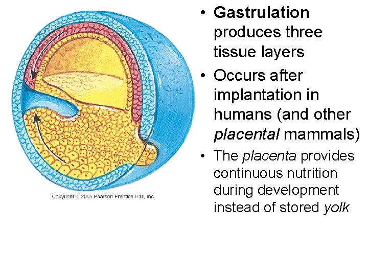  • Gastrulation produces three tissue layers • Occurs after implantation in humans (and