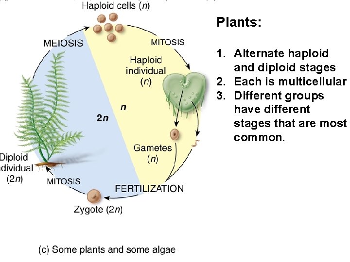 Plants: 1. Alternate haploid and diploid stages 2. Each is multicellular 3. Different groups