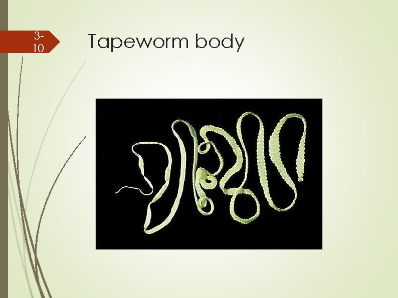 310 Tapeworm body 