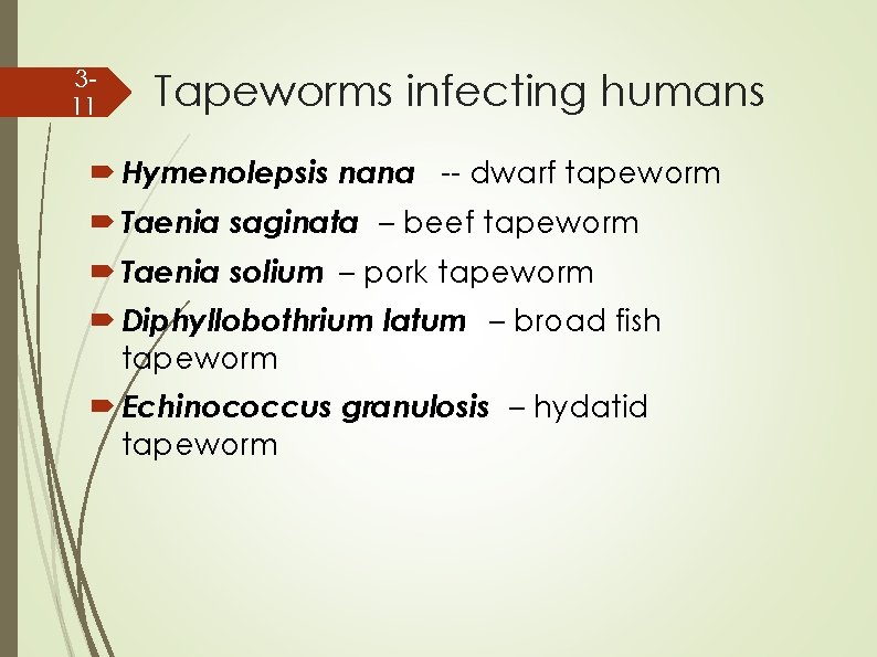 311 Tapeworms infecting humans Hymenolepsis nana -- dwarf tapeworm Taenia saginata – beef tapeworm